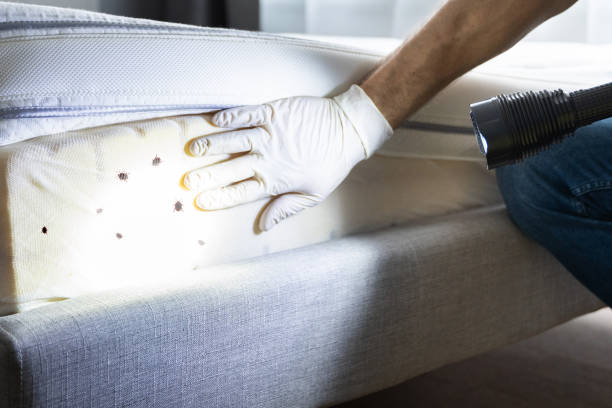 Best Affordable Pest Control Services  in Croswell, MI