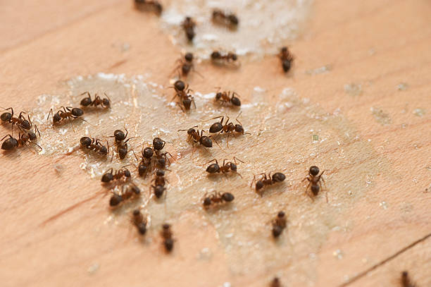 Croswell, MI Pest Control Company