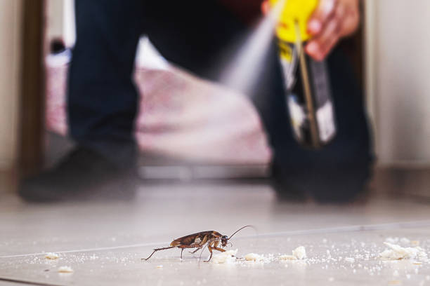 Best Spider Control Near Me  in Croswell, MI